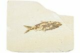 Fossil Fish (Knightia) - Green River Formation #237213-1